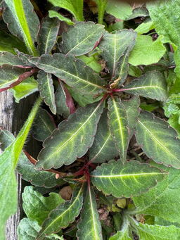 Impatiens omieana variegated