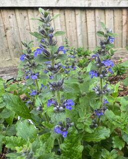 Ajuga genevensis