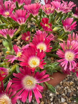 Delosperma 'Red Mountain' 