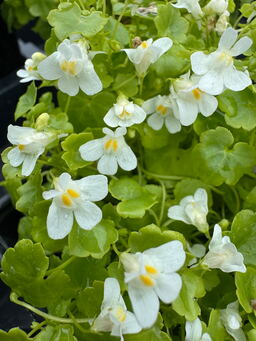 Cymbalaria muralis 'Globosa Alba'