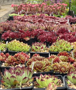 10 Sempervivum Selection