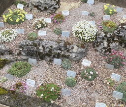 10 Saxifraga Porophylla Selection