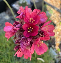 Armeria maritima 'Corsica'
