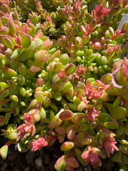 Sedum niveum 