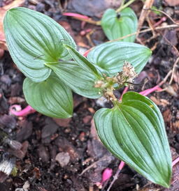Maianthemum bifolium ssp kamtschaticum 'Minima'