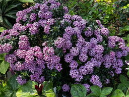 Daphne collina 'Grandiflora'