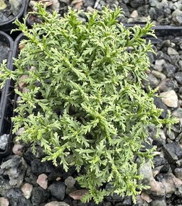 Hebe cupressoides 'Boughton Dome'