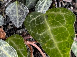 Hedera hibernica (ex RBGE)