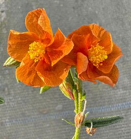Helianthemum 'Ben Mohr'