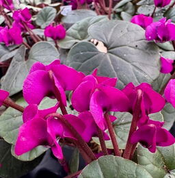 Cyclamen coum Dark flowering form