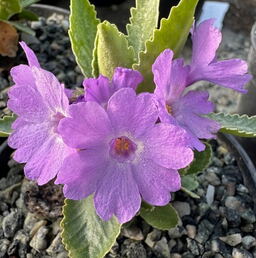 Primula marginata