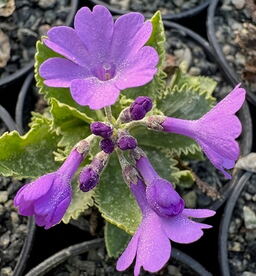 Primula marginata 'Marven'