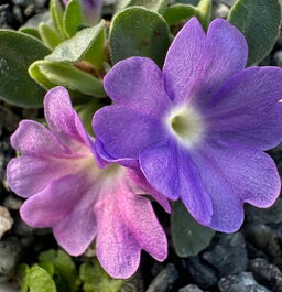 Primula allionii 'Tranquility'