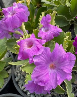 Primula x allionii BB80/20
