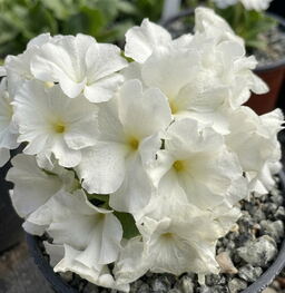 Primula 'Broadwell Milkmaid'