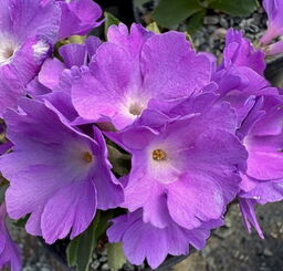 Primula 'Clarence Elliott'