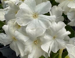 Primula 'Loisach'