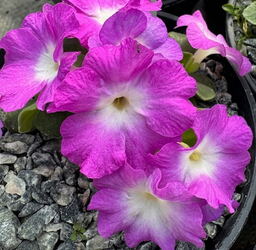 Primula allionii 'Bill Martin'