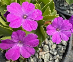 Primula marginata 'The General'