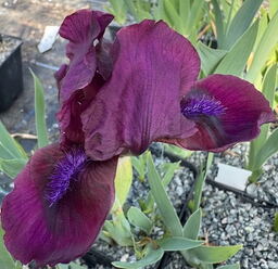 Iris 'Cherry Garden'
