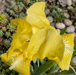 Iris 'Chicken Little'