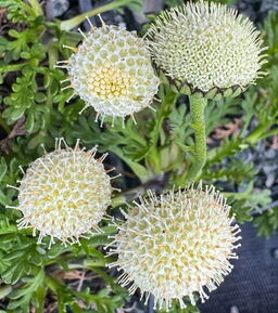 Leptinella pyrethrifolia