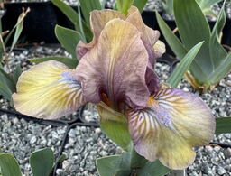 Iris 'Green Stuff'