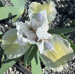 Iris 'Pale Shades'