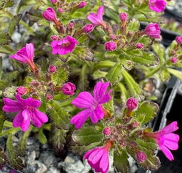 Erinus alpinus