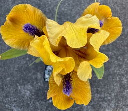 Iris 'Gossip'