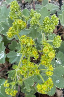 Alchemillea erythropoda Turkish form