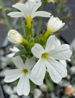 Erinus alpinus albus