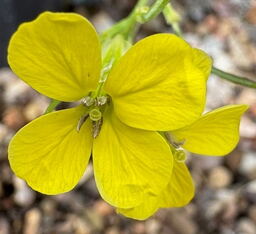 Erysimum 'Lemon Light'