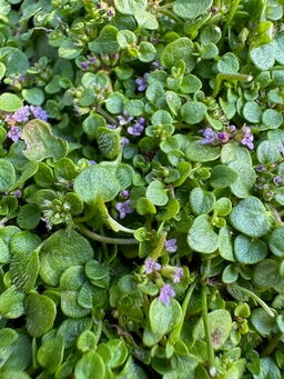 Mentha requienii 