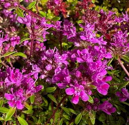 Thymus 'Coccineus'