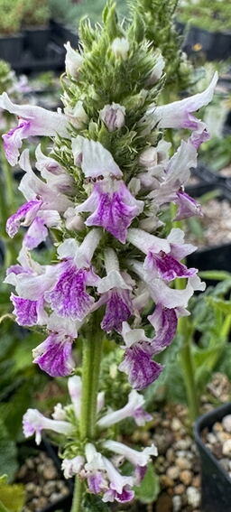 Stachys officinalis 'Cally Bicolour'