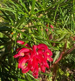 Grevillea 'Olympic Flame'