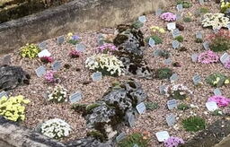 10 Saxifraga Porophylla Selection