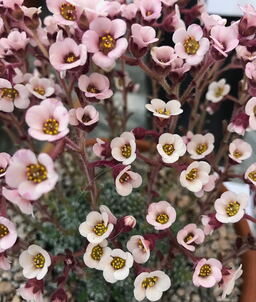 Saxifraga 'Lesley Travis'