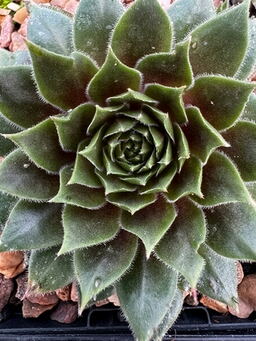 Sempervivum 'Heigham Red'
