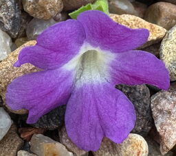 Primula x pubescens 'Lilac Fairy'