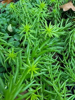 Sedum rupestre 'Angelina'