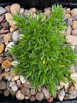 Minuartia stellata 