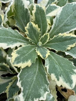 Arabis alpina ssp. caucasica Variegata