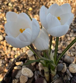 Crocus chrysanthus 'Polar Bear'