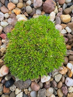 Scleranthus uniflorus 