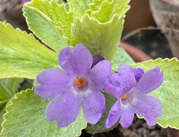Primula marginata 'Barbara Clough'