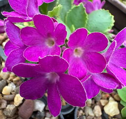 Primula 'Ellen Page'