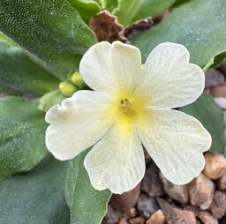 Primula 'Lindum Precious'