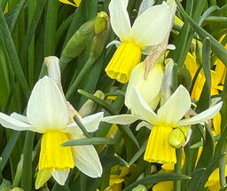 Narcissus Tiny Bubbles